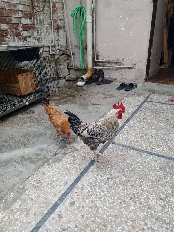 Egg laying hens 3