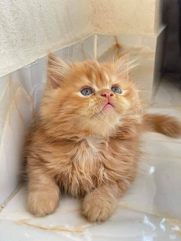 Persian kitten for urgent sale my WhatsApp number 03473694899 1