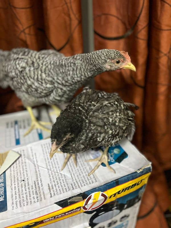 flame house (California grey) chick. . . . call at 03456082866 1