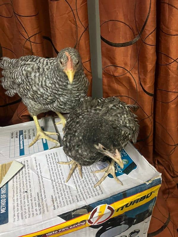 flame house (California grey) chick. . . . call at 03456082866 2