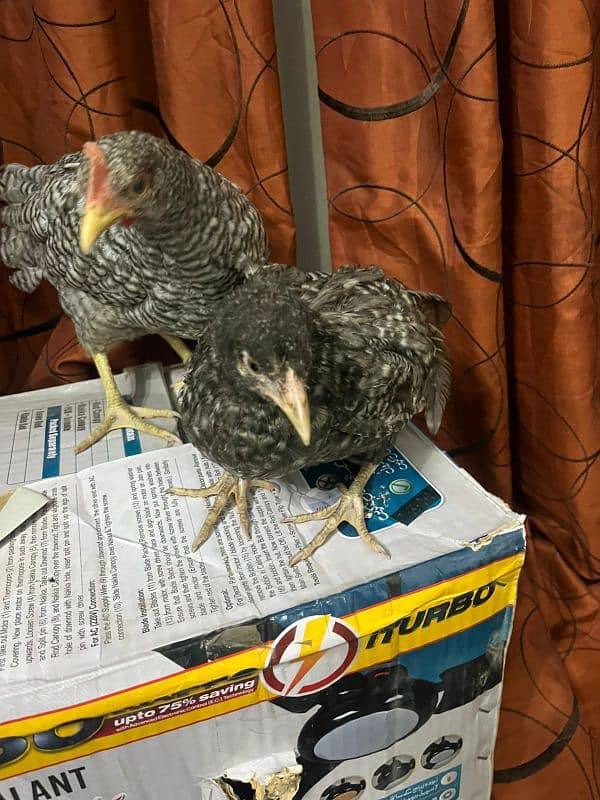 flame house (California grey) chick. . . . call at 03456082866 3