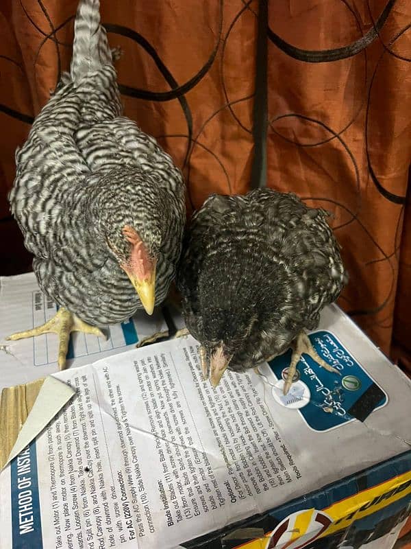 flame house (California grey) chick. . . . call at 03456082866 5