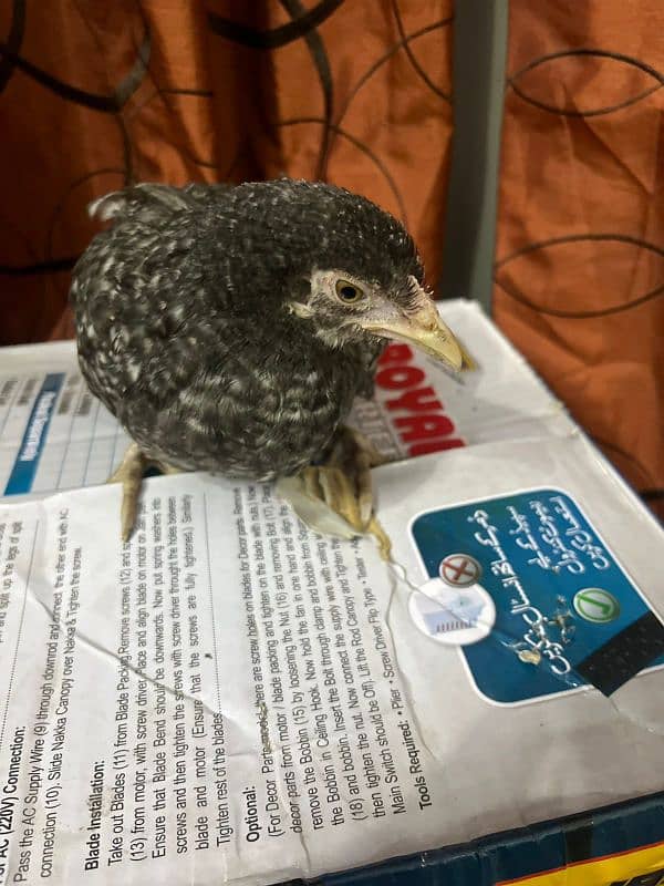 flame house (California grey) chick. . . . call at 03456082866 6