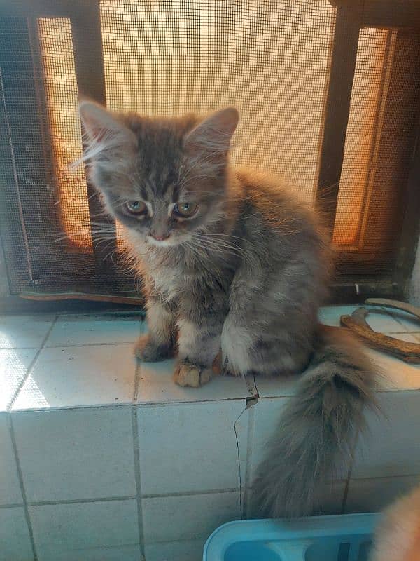 pure persian healthy kitten 3