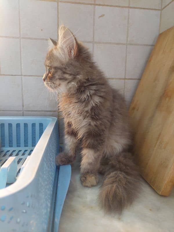 pure persian healthy kitten 4