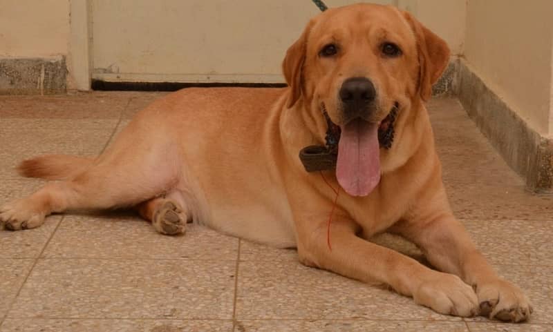 Male Lab urgent sale 0