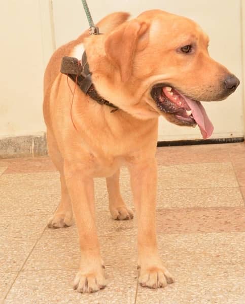 Male Lab urgent sale 2