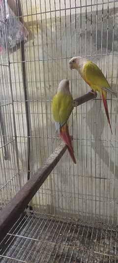 suncheek conure pair for sale