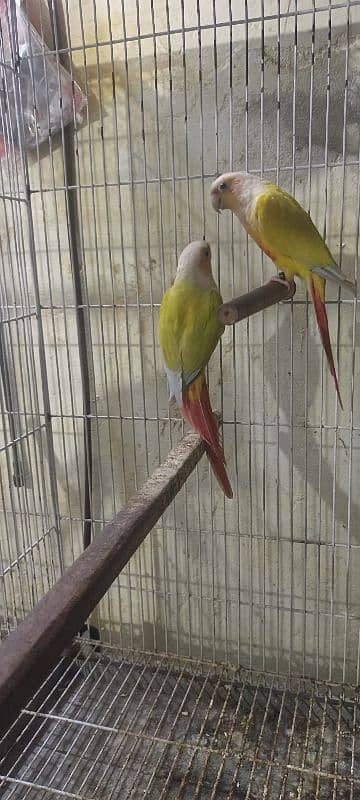 suncheek conure pair for sale 0