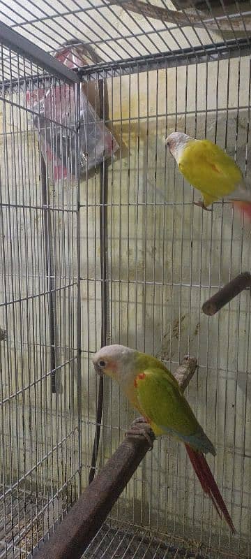 suncheek conure pair for sale 1