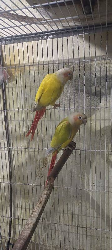 suncheek conure pair for sale 2