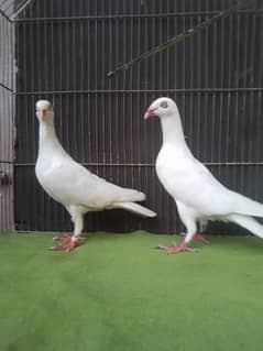 Danish breeder pair