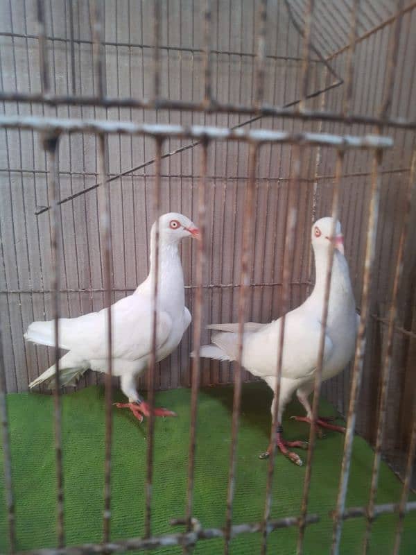 Danish breeder pair 1