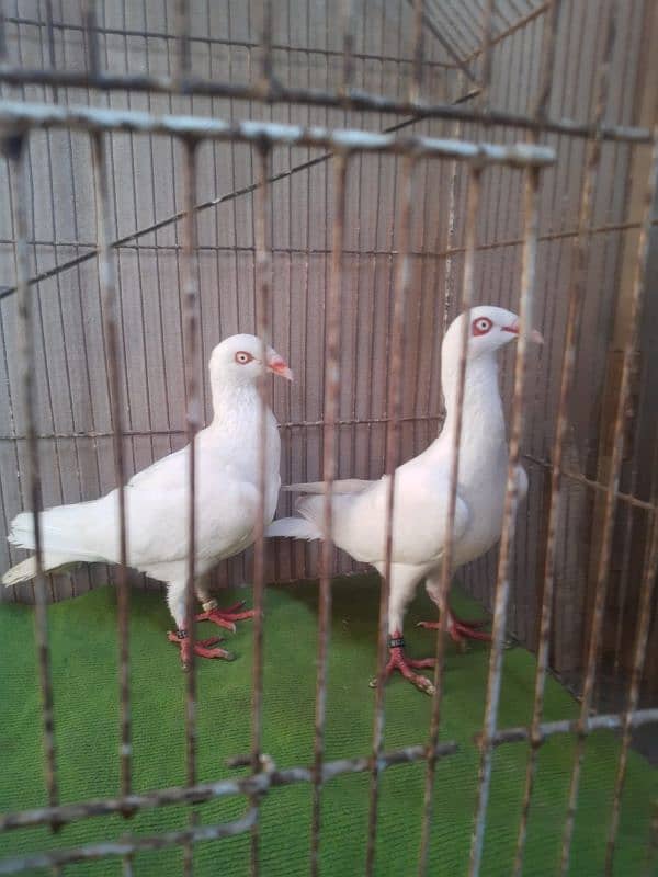 Danish breeder pair 2