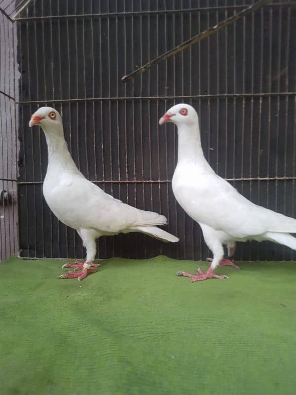 Danish breeder pair 3