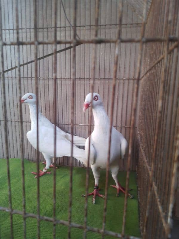 Danish breeder pair 4