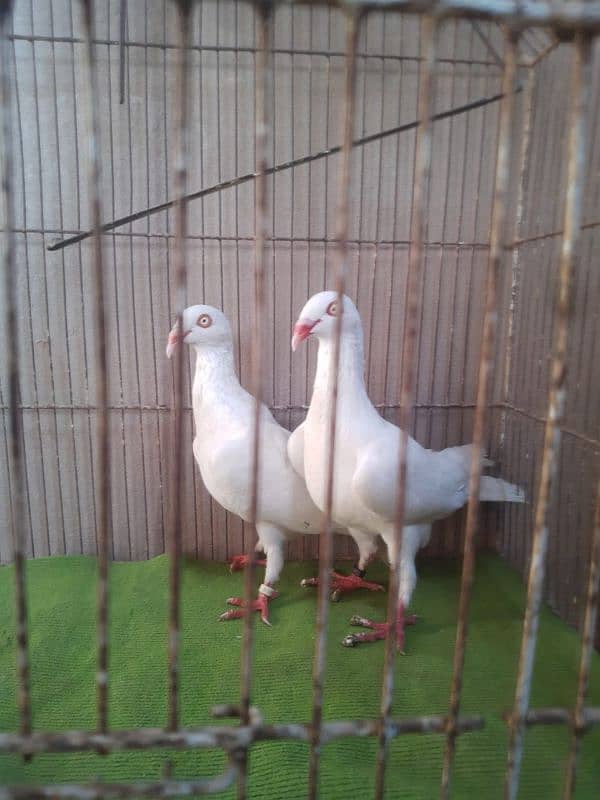 Danish breeder pair 7