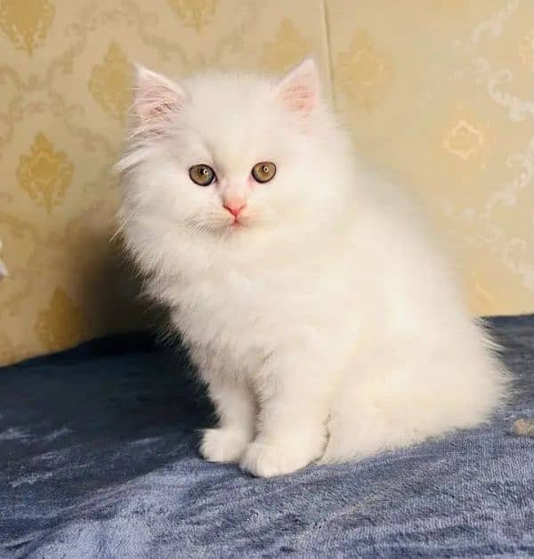 Persian Cat for sale my WhatsApp number03260536967 0