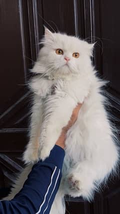 Persian Male Vaccinated