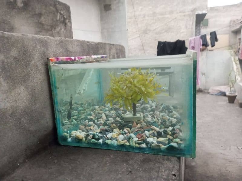 aquarium for sale 3 aquarium 11