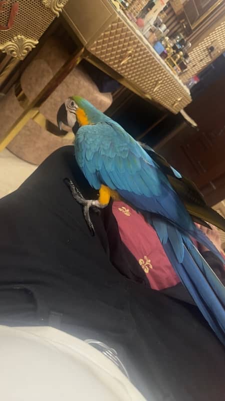 blue gold macaw 4