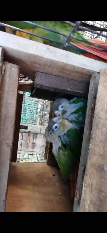 green cheeck conure chiks 2 month age kindly read full ad 4