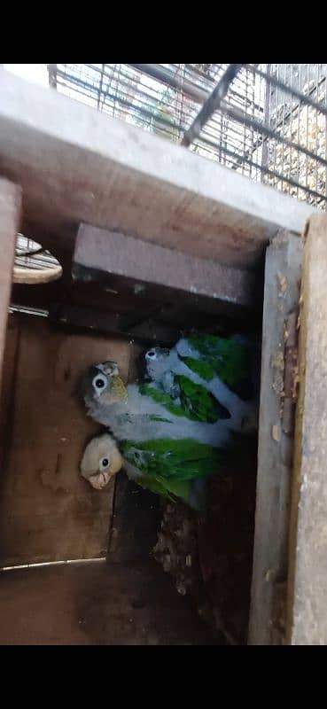 green cheeck conure chiks 2 month age kindly read full ad 5