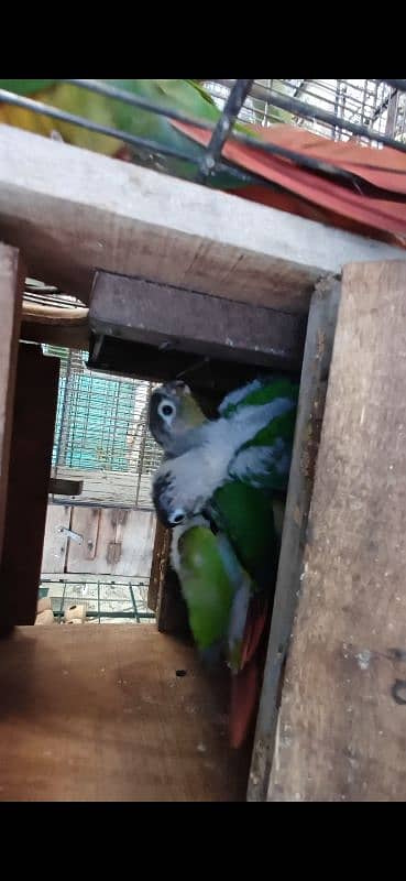 green cheeck conure chiks 2 month age kindly read full ad 6