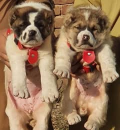 alabai dog pair 2 months for sale security dog