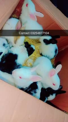 Beautiful Rabbit babies 10pieces