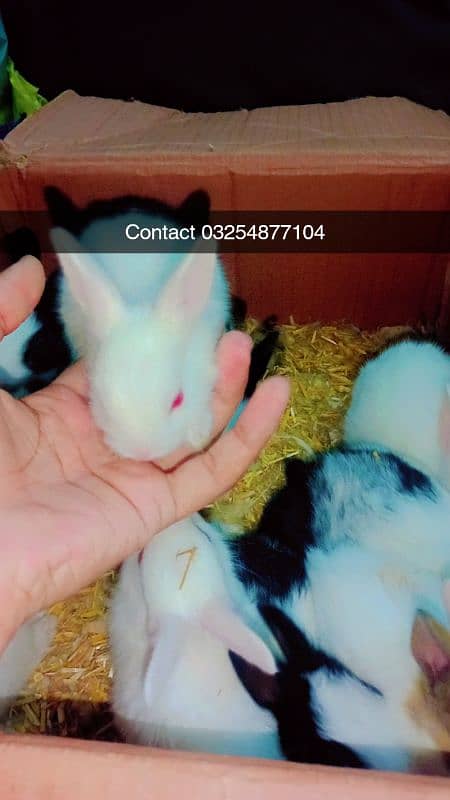 Beautiful Rabbit babies 10pieces 1