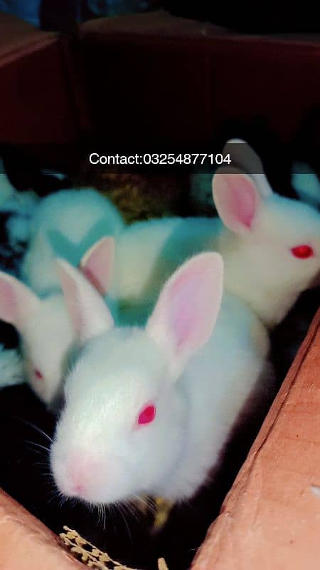 Beautiful Rabbit babies 10pieces 2