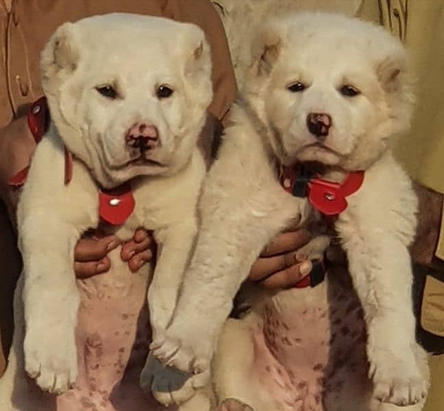 alabai dog pair 3 months for sale security dog 0