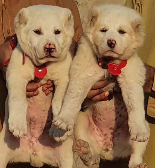 alabai dog pair 3 months for sale security dog 1