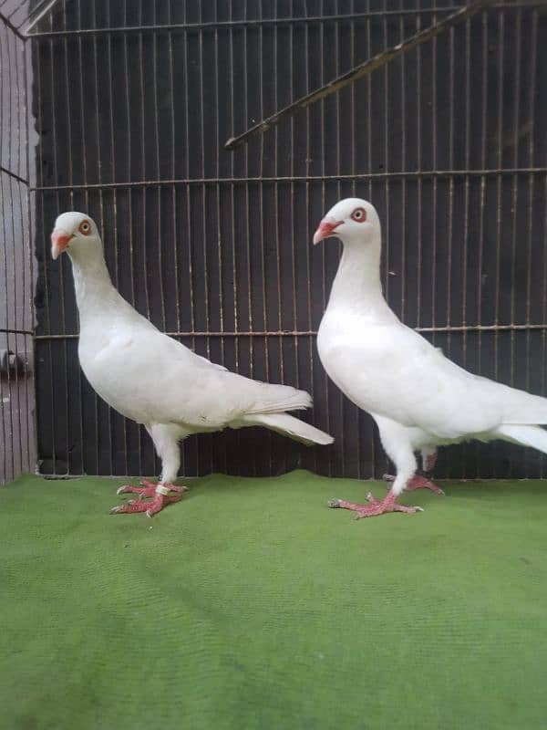 Danish breeder pair 6