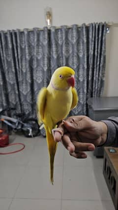 Yellow Ringneck male