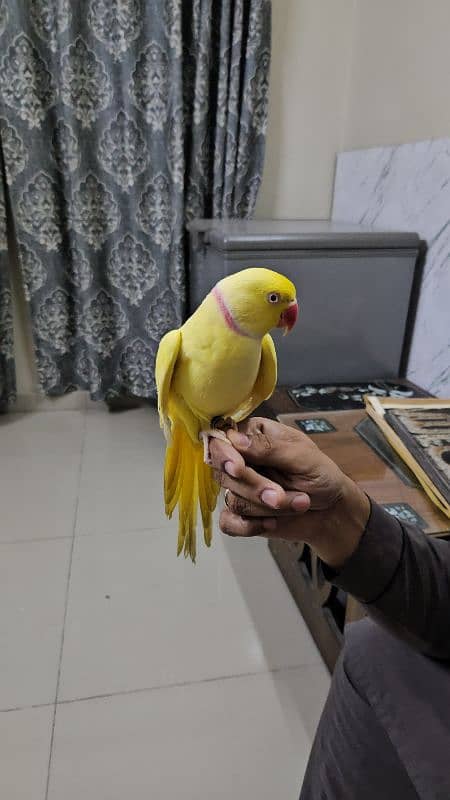 Yellow Ringneck male 1