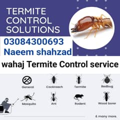 Termite