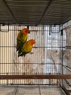 SUN CONURE (RED NECTOR)