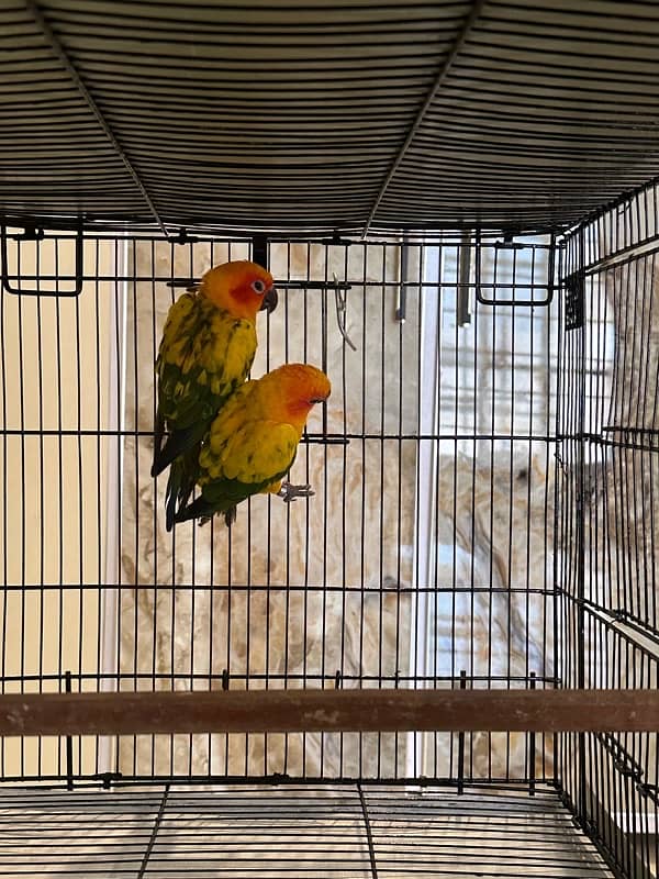 SUN CONURE (RED NECTOR) 0