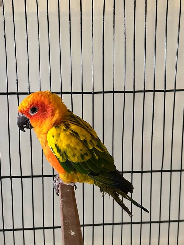 SUN CONURE (RED NECTOR) 1