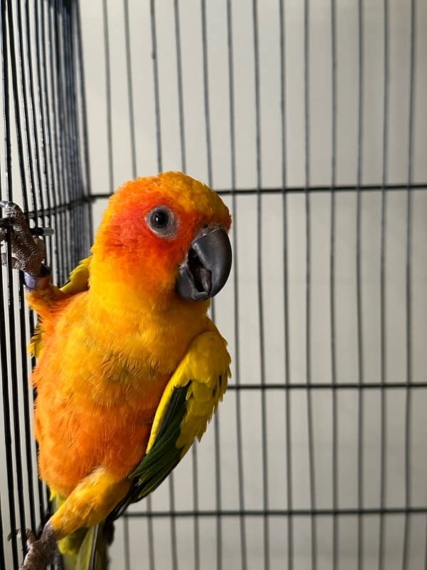 SUN CONURE (RED NECTOR) 2