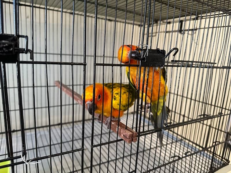 SUN CONURE (RED NECTOR) 3