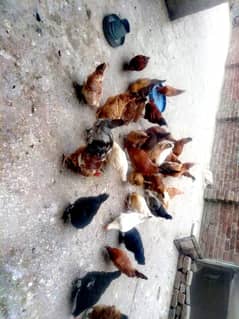 Desi hens avaliable for sale gender female