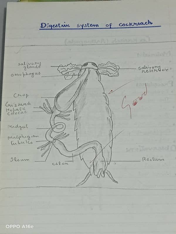 Biology practical notebook FSC part 1 and 2 2