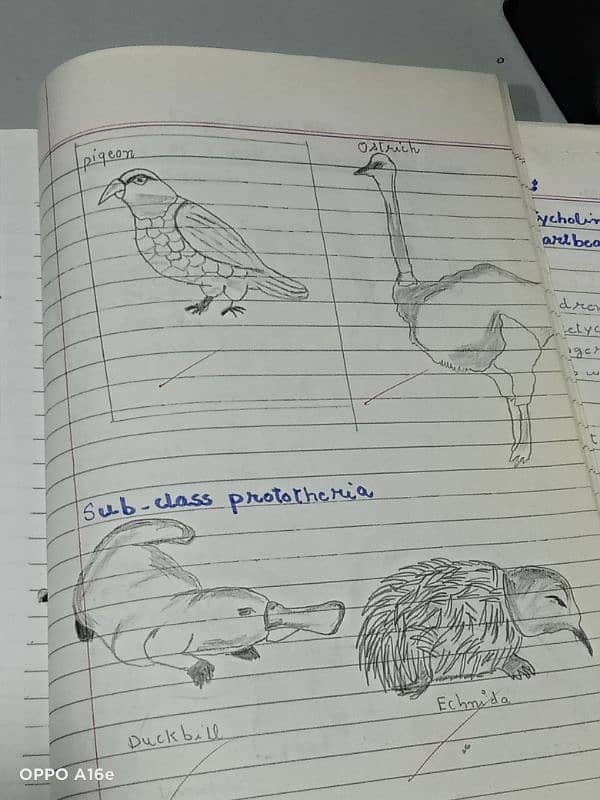 Biology practical notebook FSC part 1 and 2 3