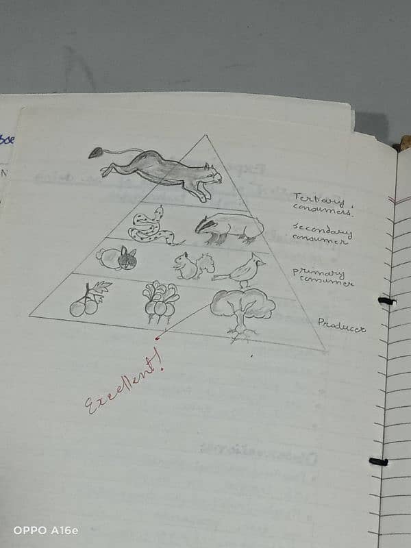 Biology practical notebook FSC part 1 and 2 5