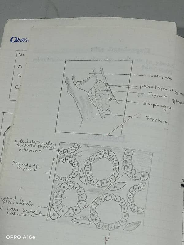 Biology practical notebook FSC part 1 and 2 7