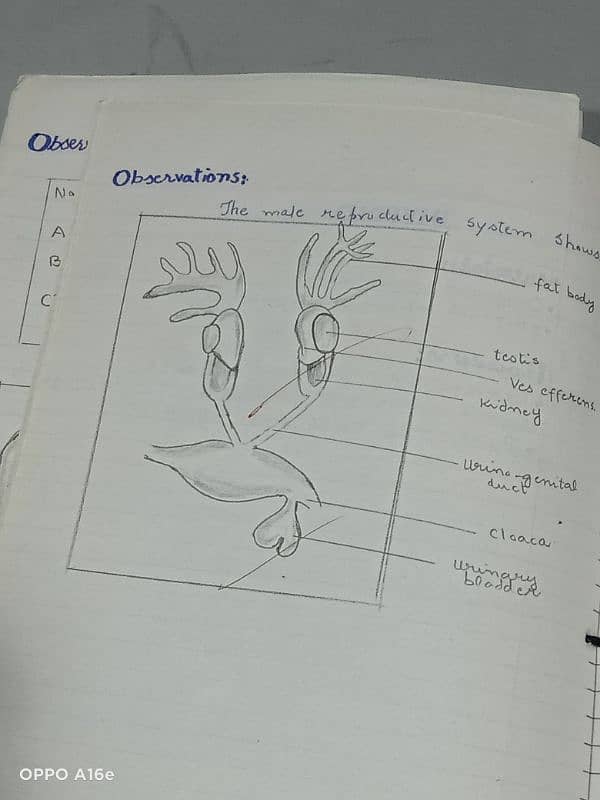 Biology practical notebook FSC part 1 and 2 8