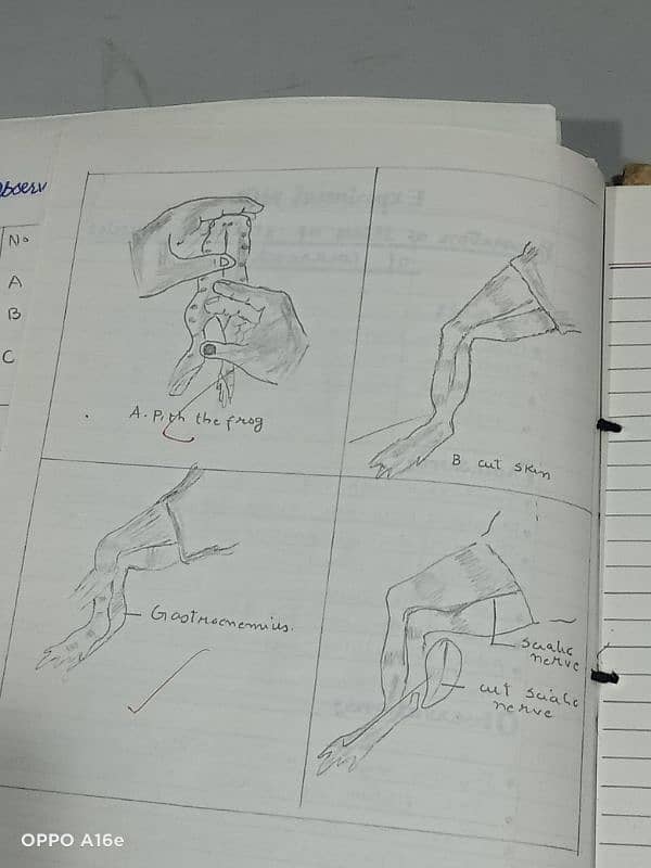 Biology practical notebook FSC part 1 and 2 9